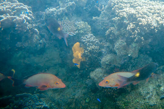 Image of Humpback red snapper