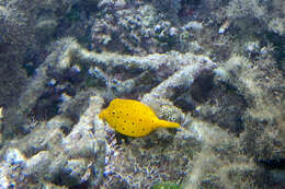 Image of Yellow boxfish