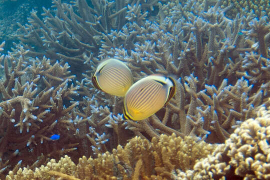 Image of Oval Butterflyfish