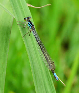 Image of Pseudagrion spernatum Selys 1881