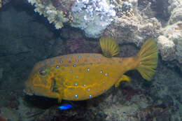 Image of Yellow boxfish