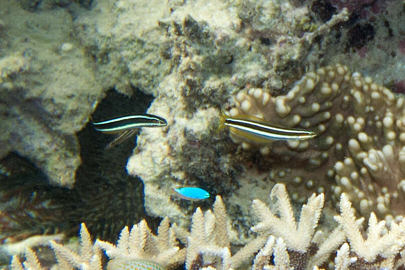 Image of Bluehead wrasse