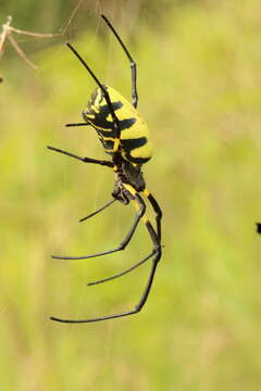 Image of Trichonephila turneri (Blackwall 1833)