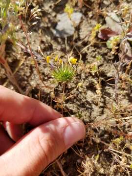 Image of bristly linanthus