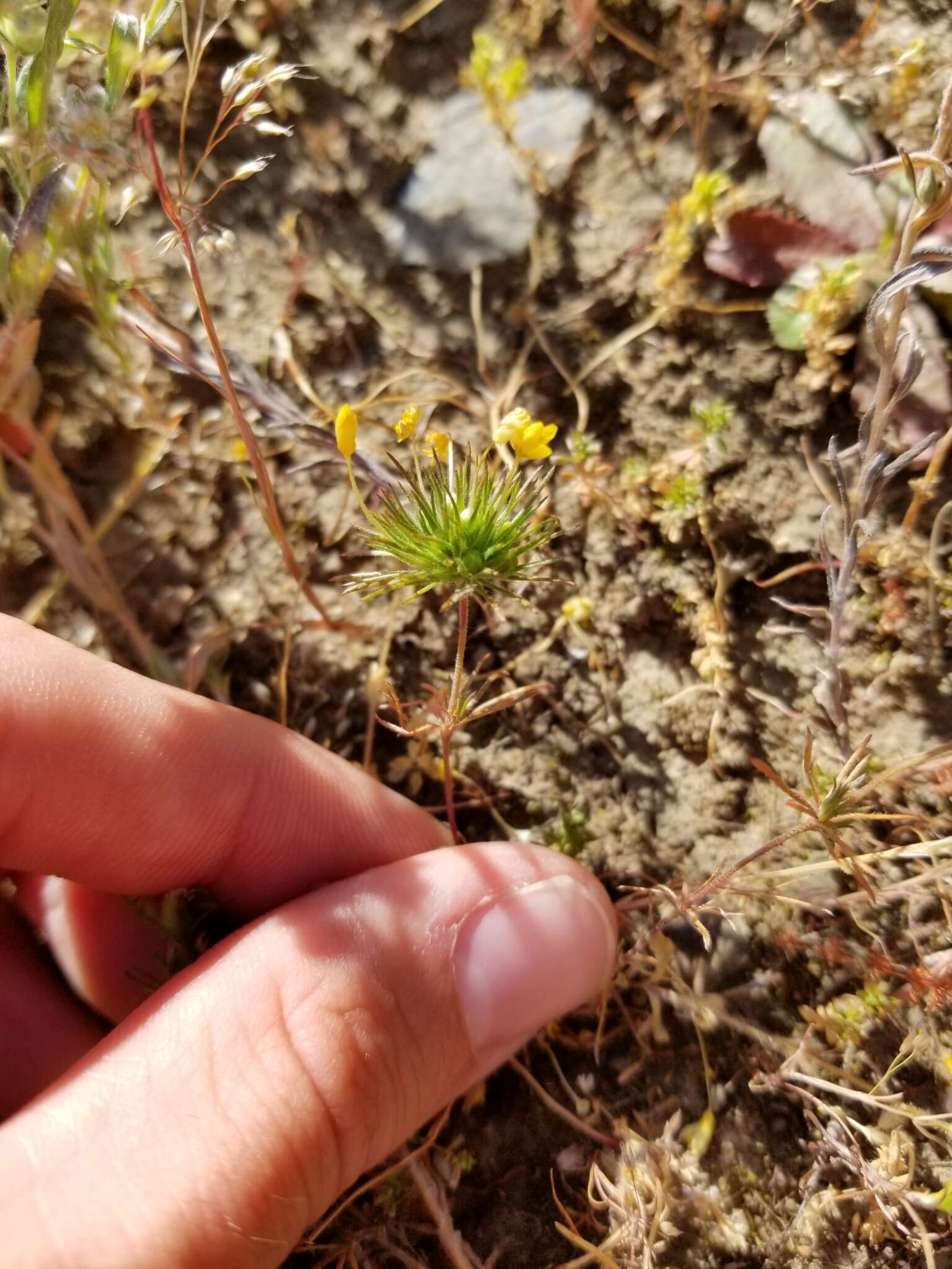 Image of bristly linanthus