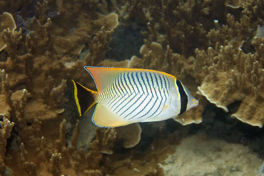 Image of Acropora Butterfly