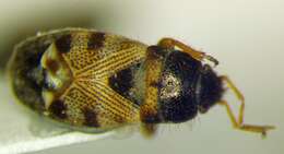 Image of Pionosomus opacellus Horvath & G. 1895