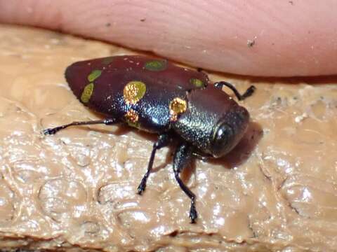 Image of Chrysobothris chrysoela (Illiger 1800)