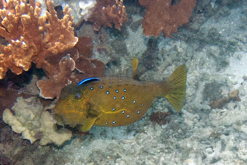 Image of Yellow boxfish