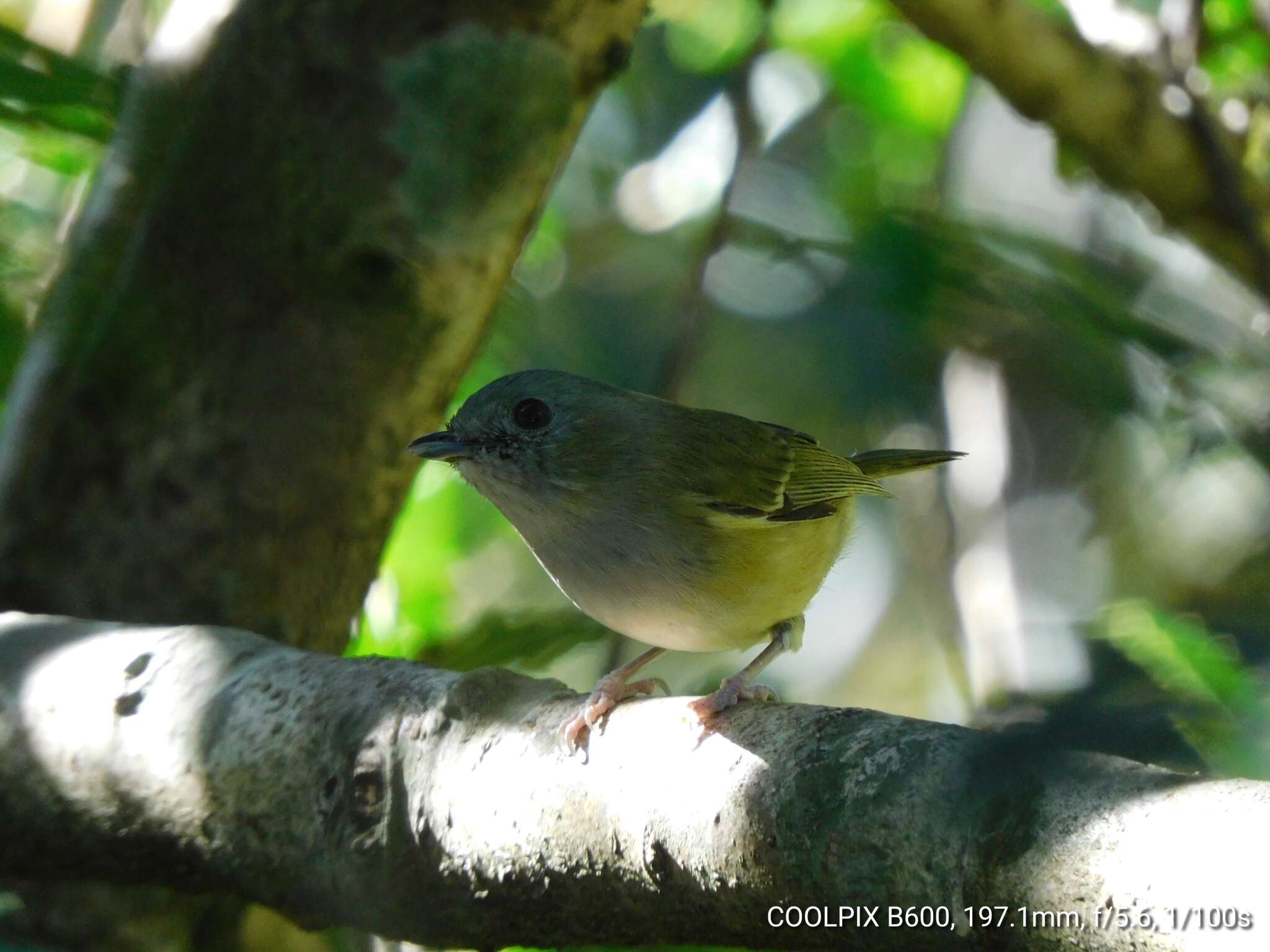 Imagem de Pteruthius xanthochlorus Gray, JE, Gray & GR 1847