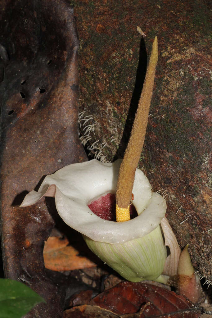 Amorphophallus resmi