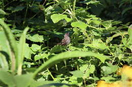 Image of Banded Prinia