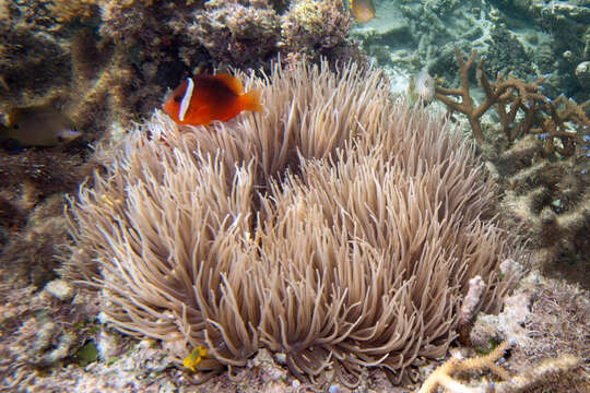 Image of Sebae Anemone