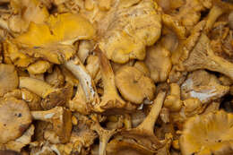 Image of Chanterelle