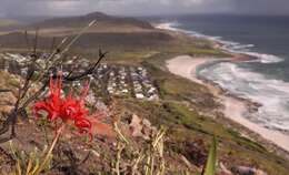 Image of Nerine sarniensis (L.) Herb.