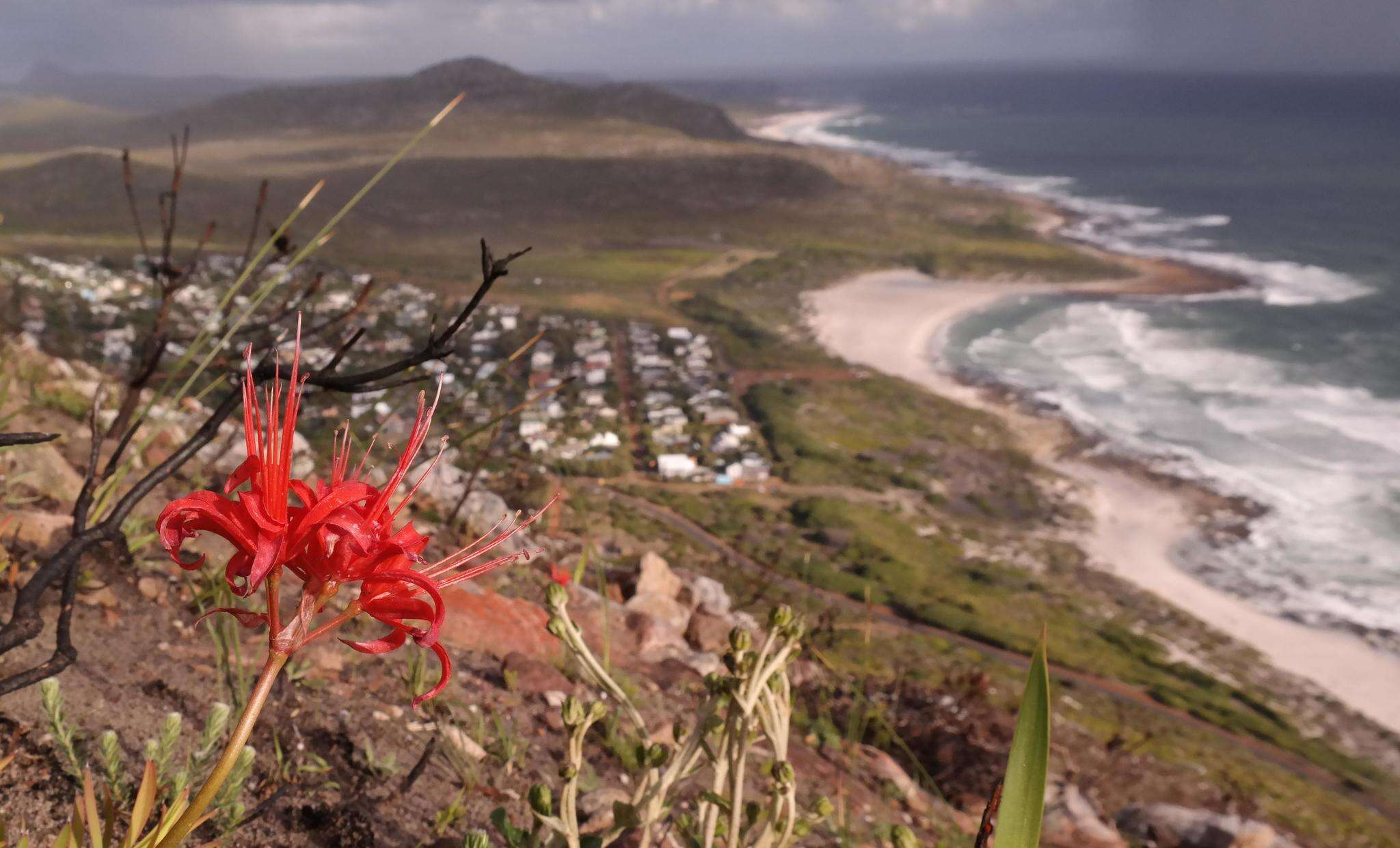 Image of Nerine sarniensis (L.) Herb.