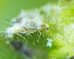 Image of Woolly aphids