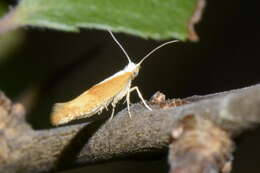 Image of Argyresthia albistria Haworth 1828