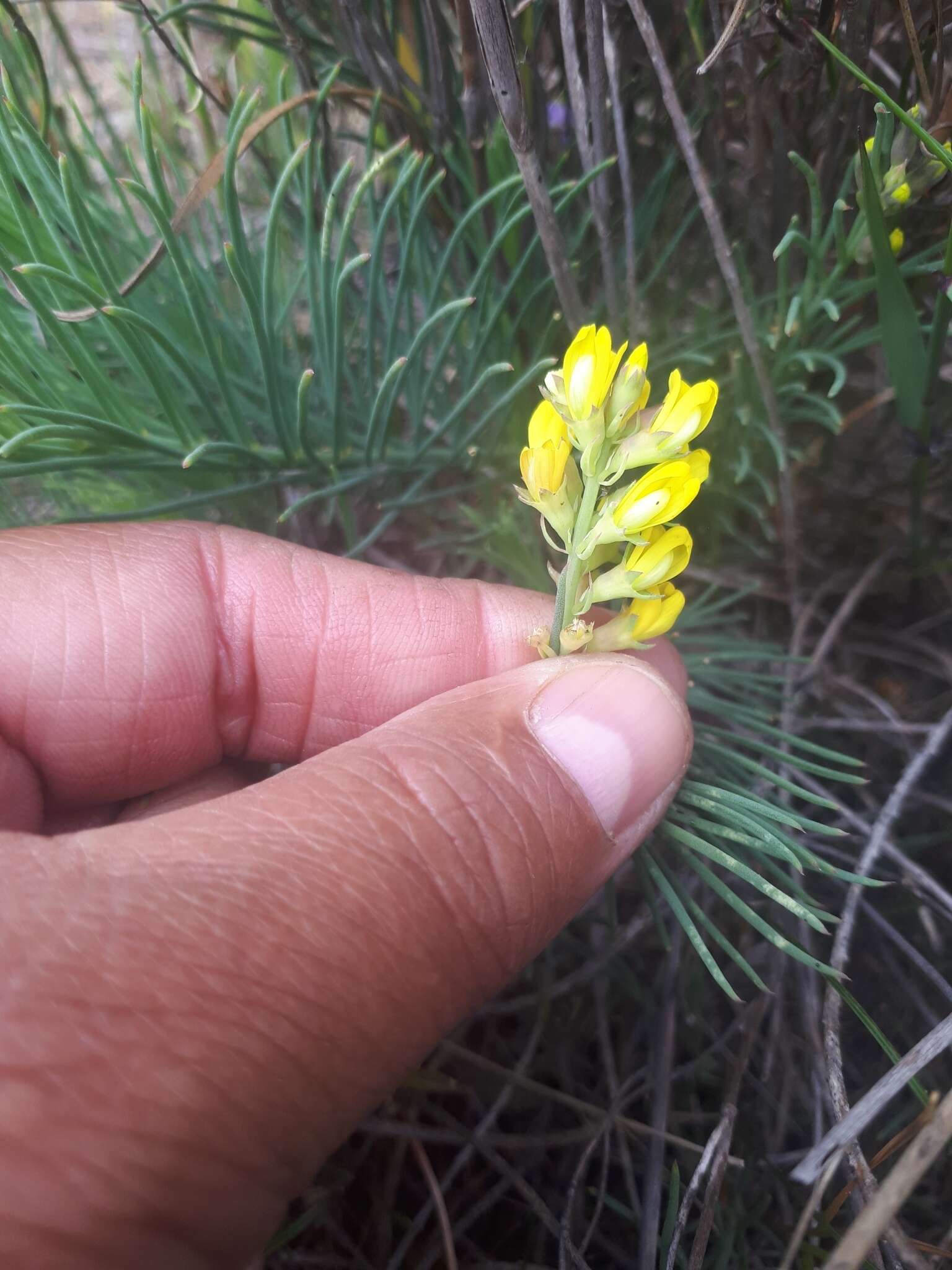 Image of Lebeckia plukenetiana E. Mey.