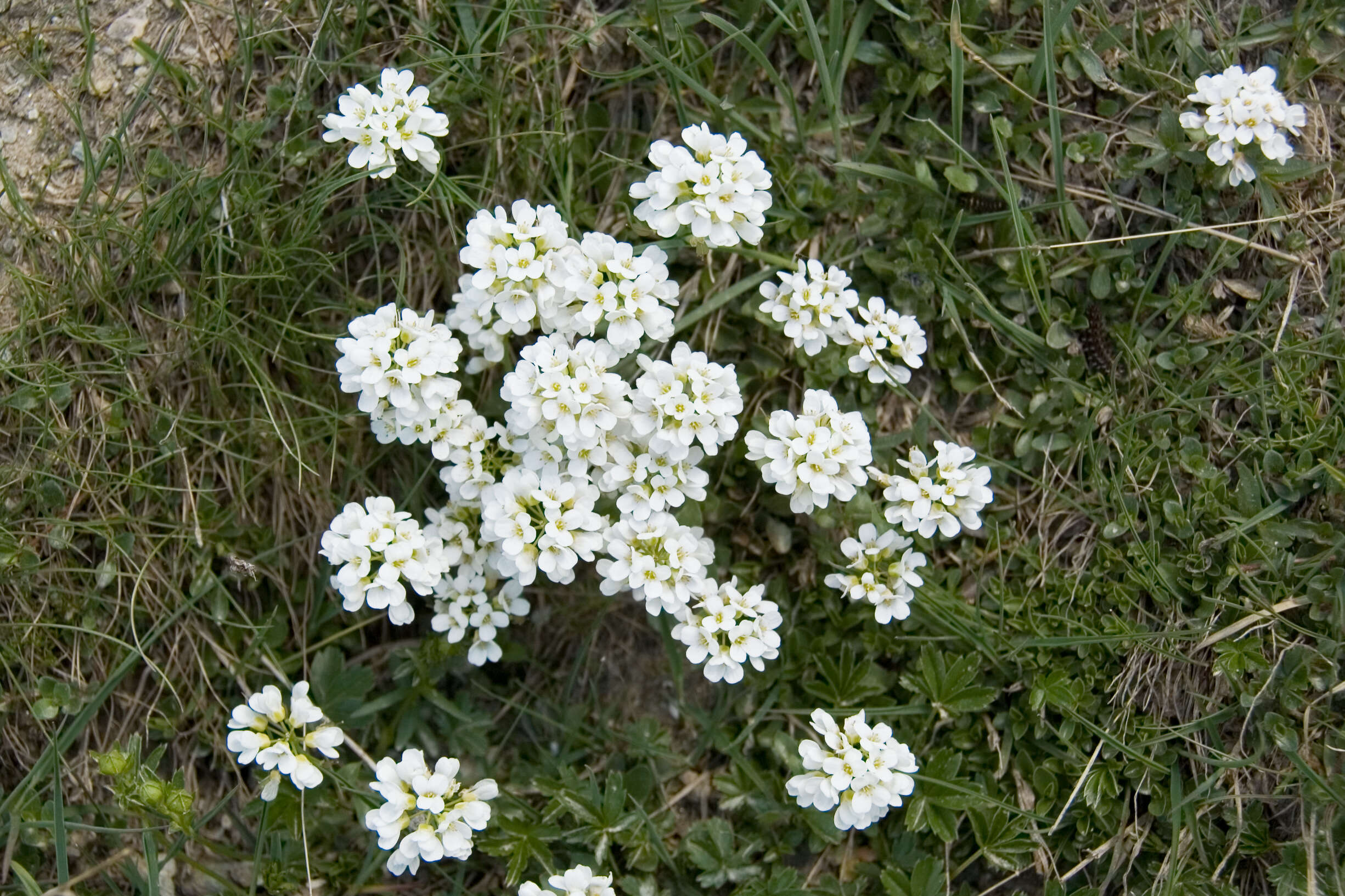 Image of alpine hutchinsia