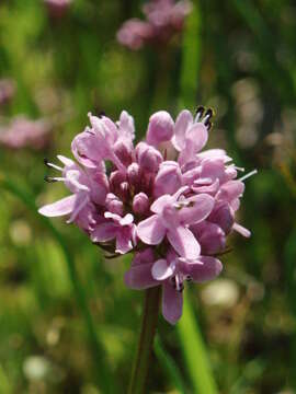 Image of Valeriana congesta (Lindl.) Byng & Christenh.