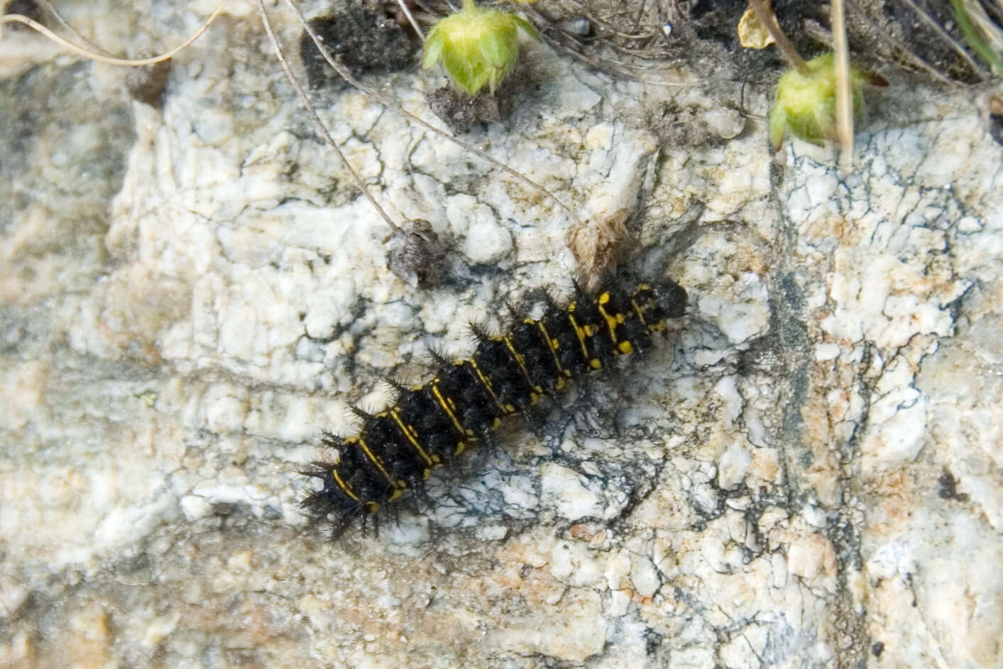 Plancia ëd Euphydryas cynthia