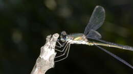 Image of Chalcolestes Kennedy 1920