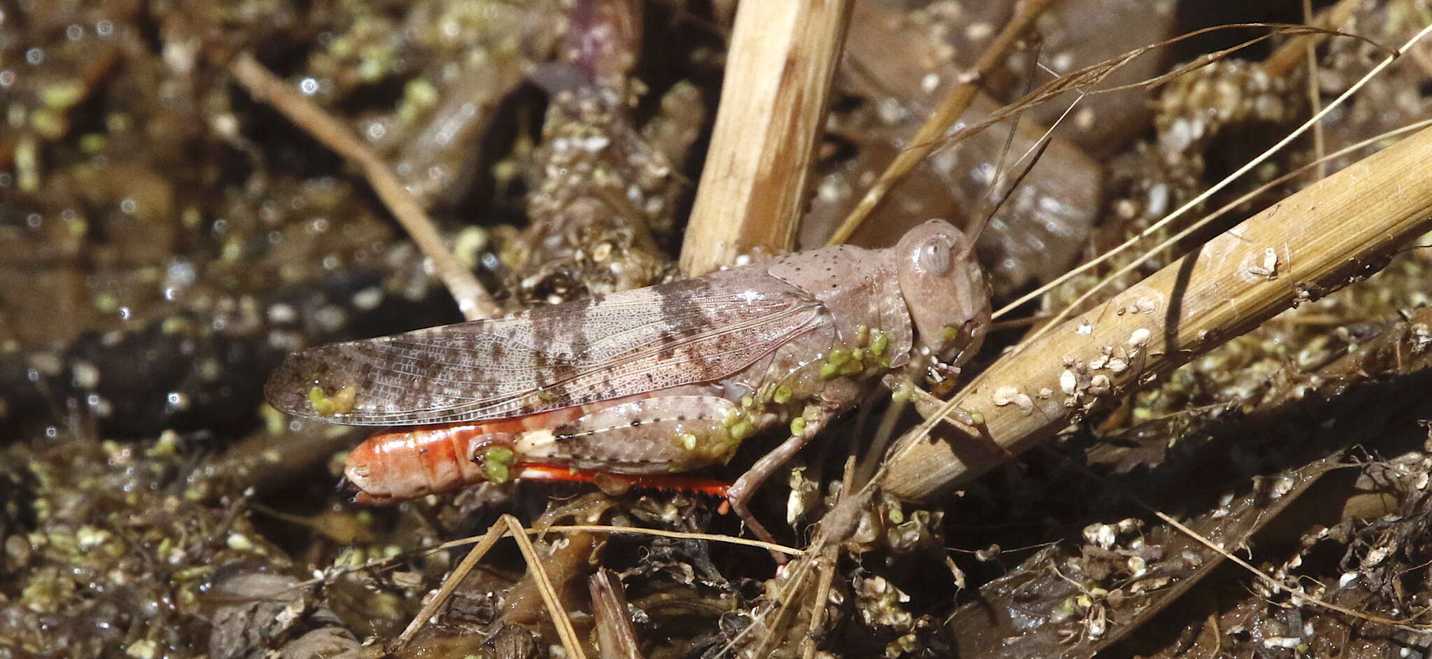 Trimerotropis melanoptera McNeill 1901 resmi