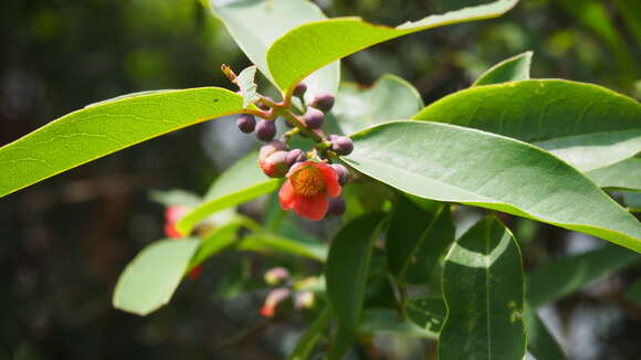 Image of Cratoxylum cochinchinense (Lour.) Bl.