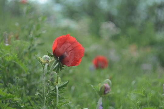 Image of Oriental poppy