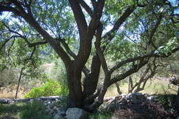 Image of flowering almond