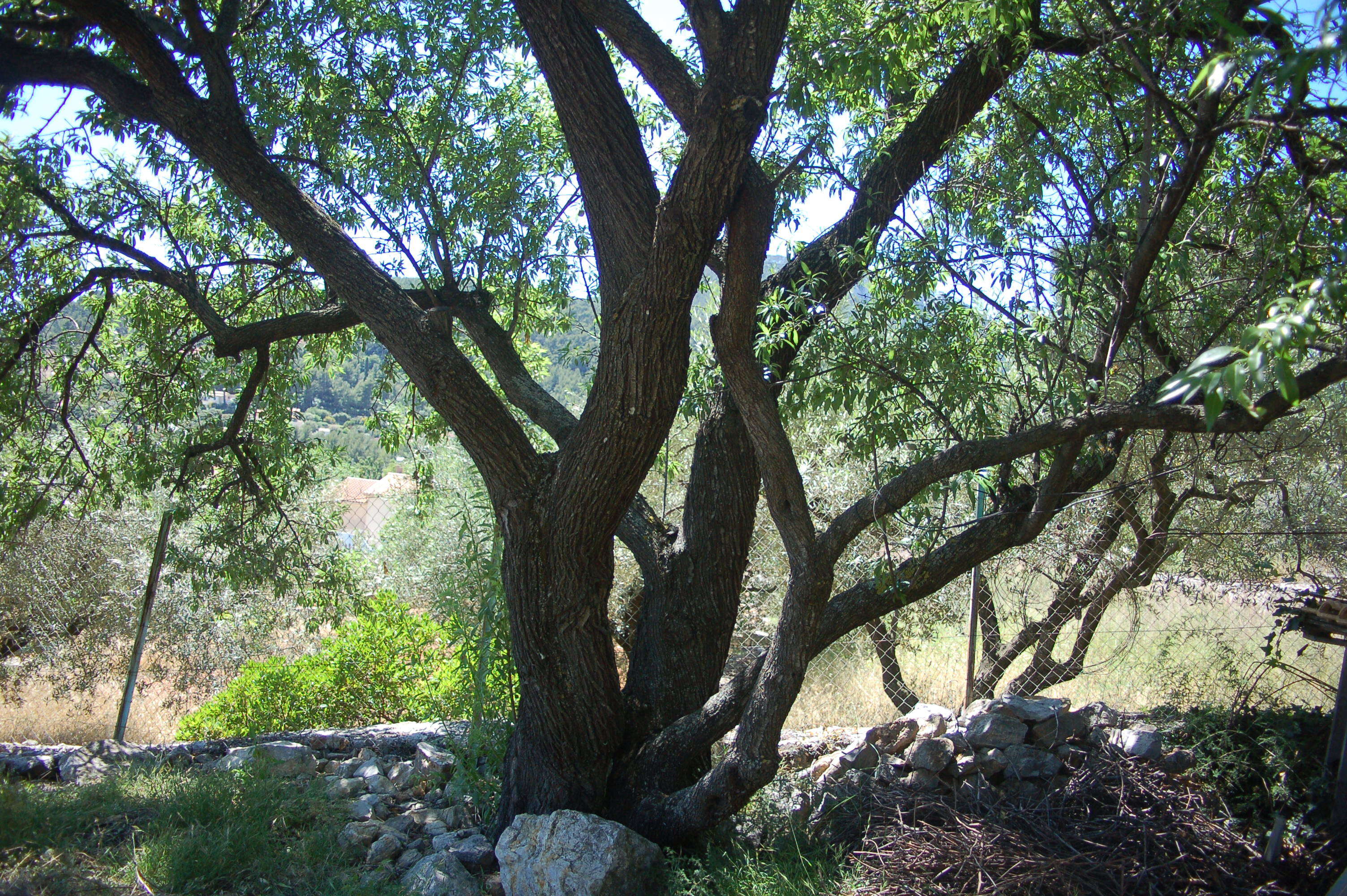 Imagem de Prunus dulcis (Mill.) D. A. Webb