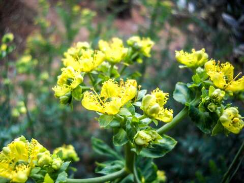 Image of fringed rue