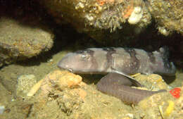 Image of Bluespotted Bamboo Shark