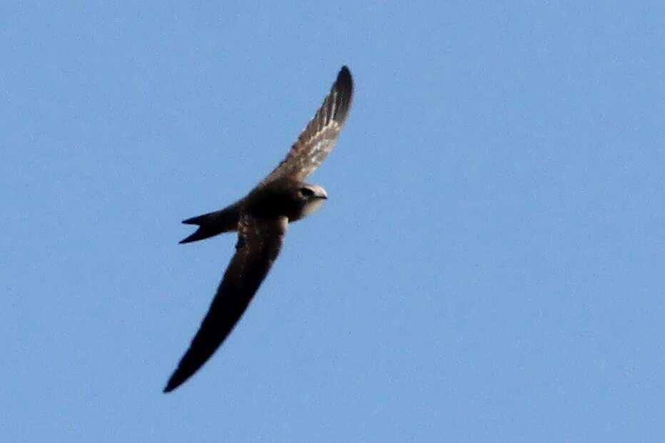 Image of Pallid Swift