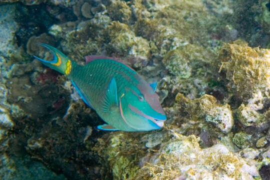 Image of Dark Green Parrotfish