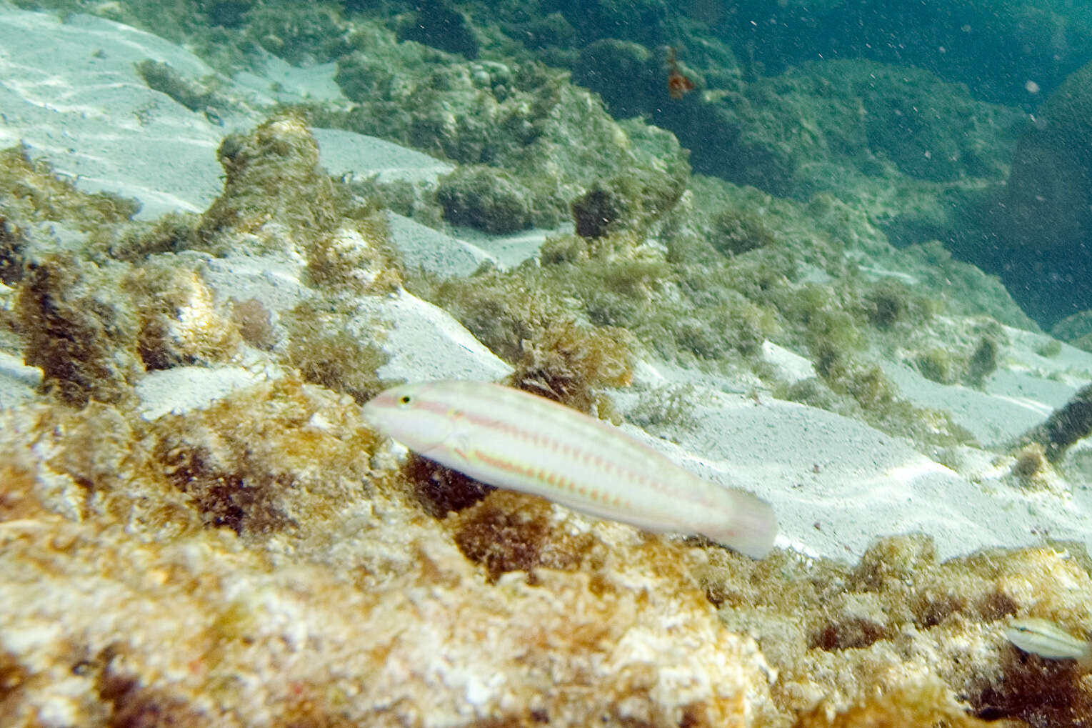 Image of Slippery Dick