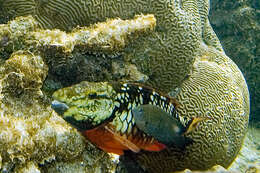 Image of Threespot Damselfish