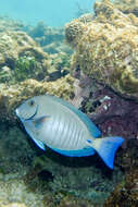 Image of Black Doctorfish