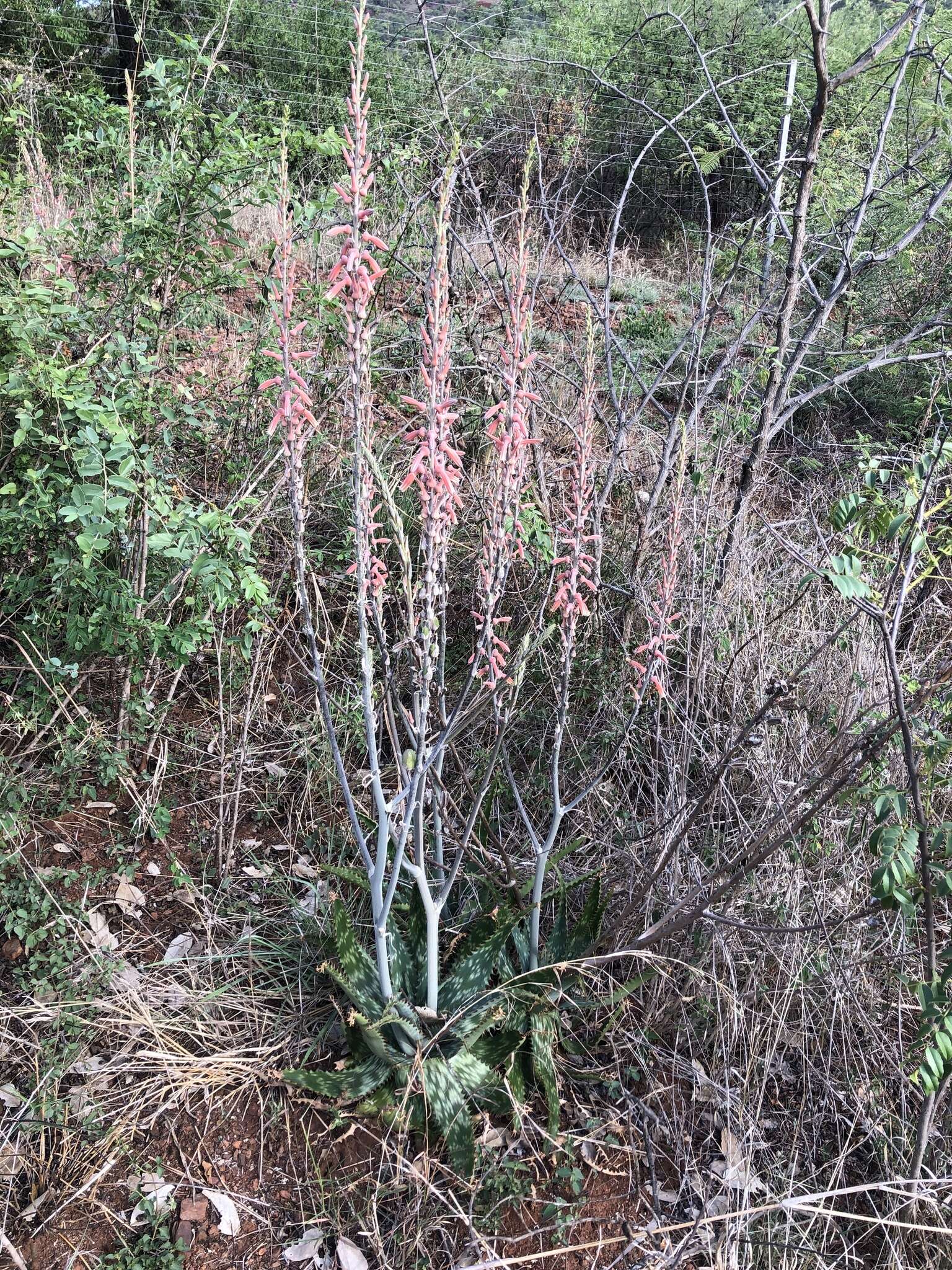 Plancia ëd Aloe greatheadii Schönland