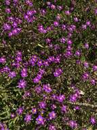 صورة Spergularia purpurea (Pers.) G. Don fil.