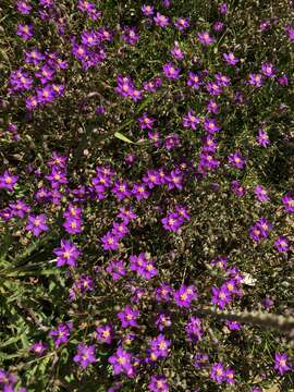 صورة Spergularia purpurea (Pers.) G. Don fil.