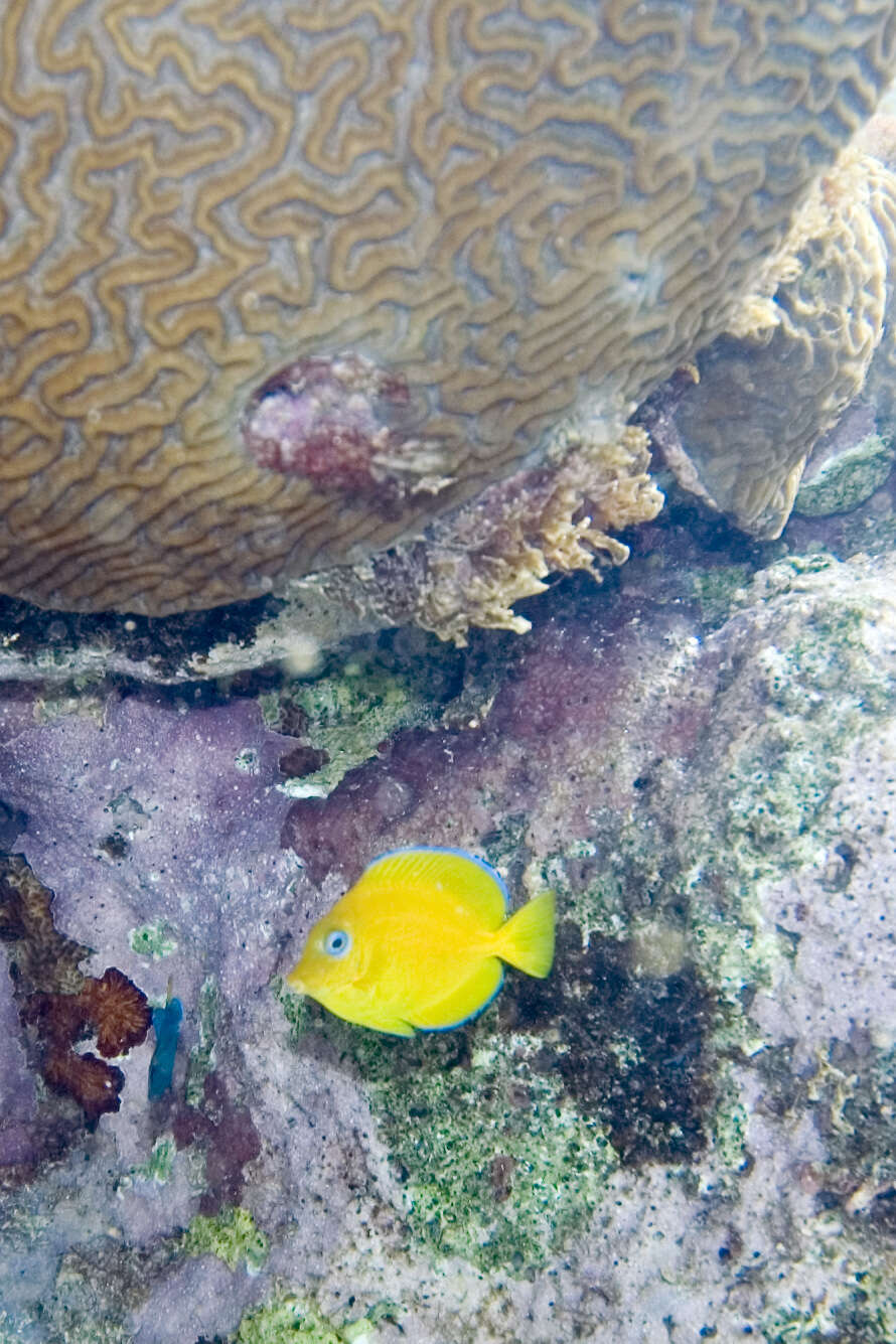 藍刺尾魚的图像