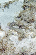 Image of Bearded Fireworm