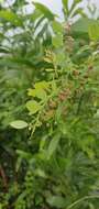 Image of Potato bush