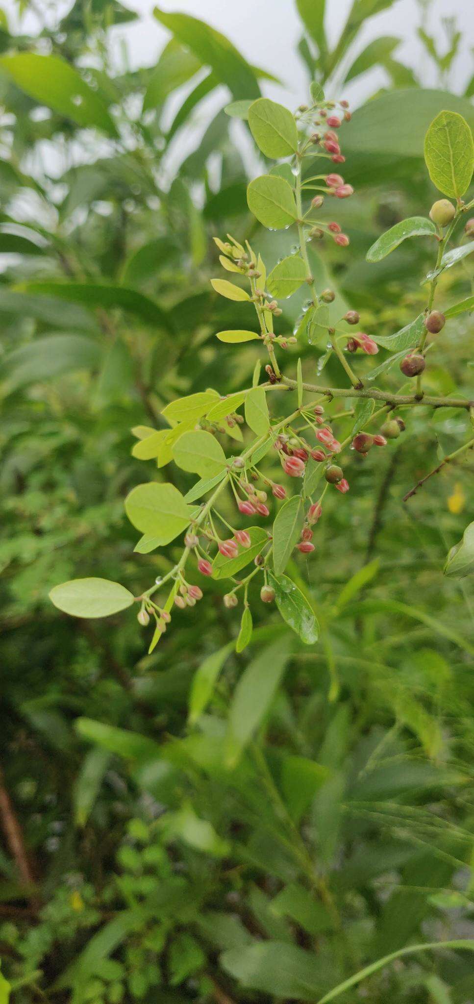 Image de Phyllanthus reticulatus Poir.