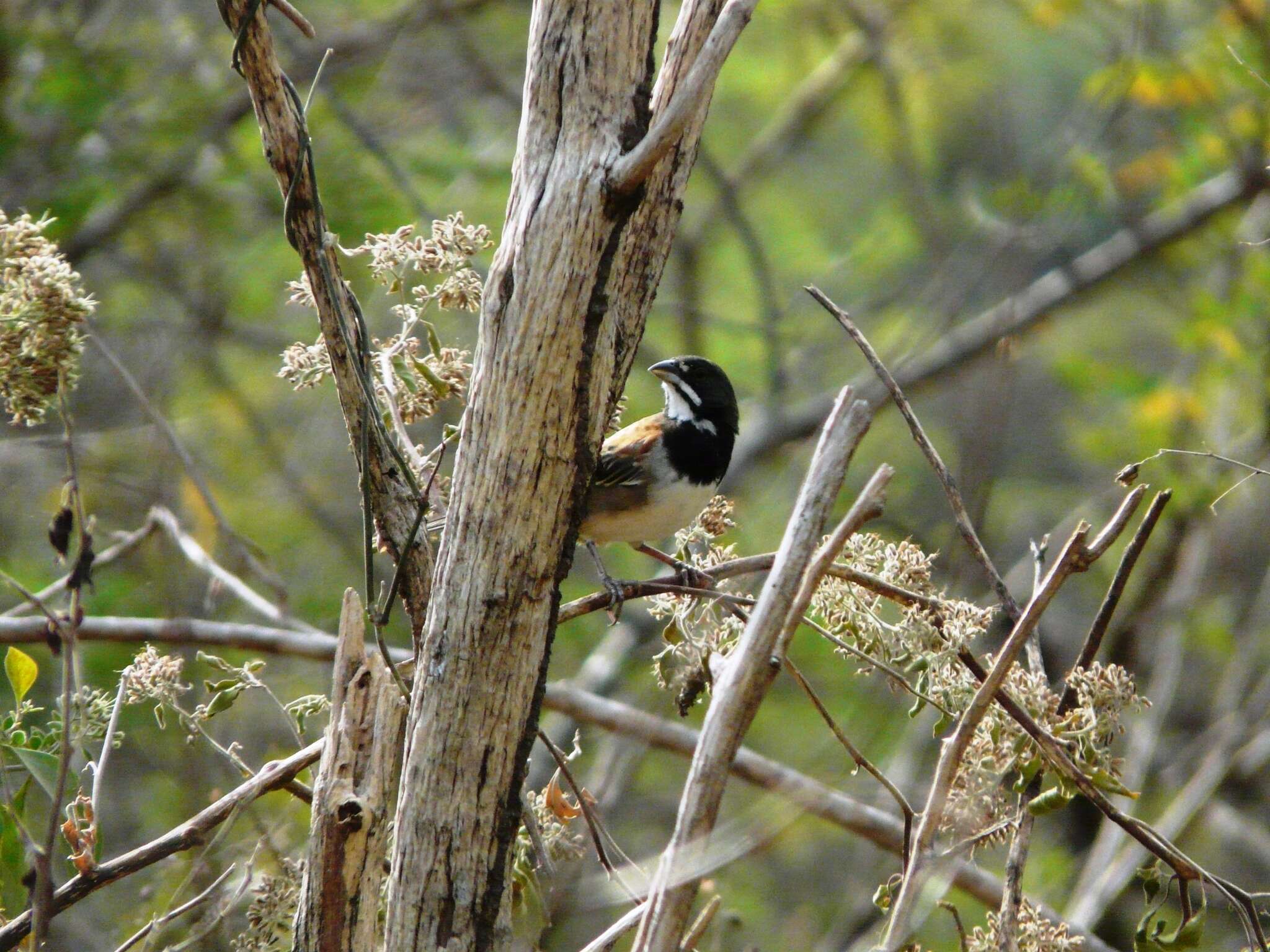 Image of Black-chested Sparrow