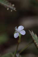 Sivun Murdannia loriformis (Hassk.) R. S. Rao & Kammathy kuva