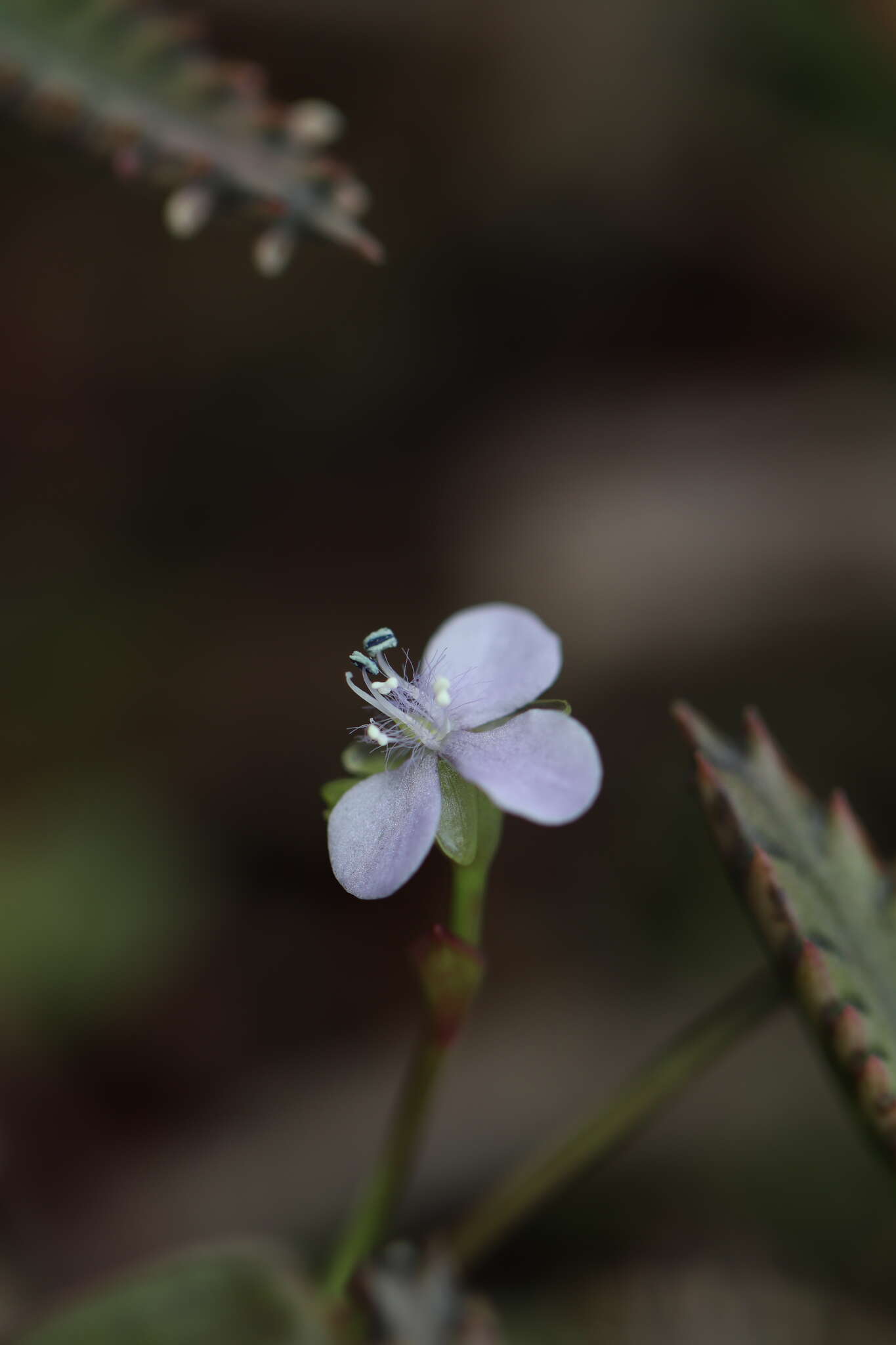 Image de Murdannia loriformis (Hassk.) R. S. Rao & Kammathy