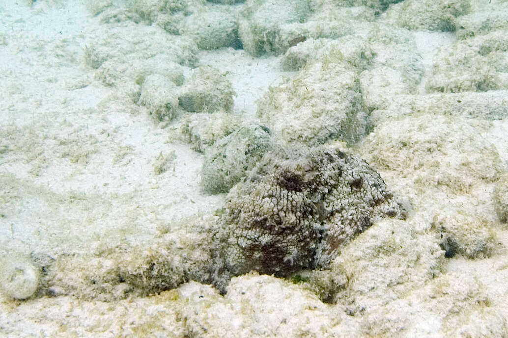 Image of Common octopus